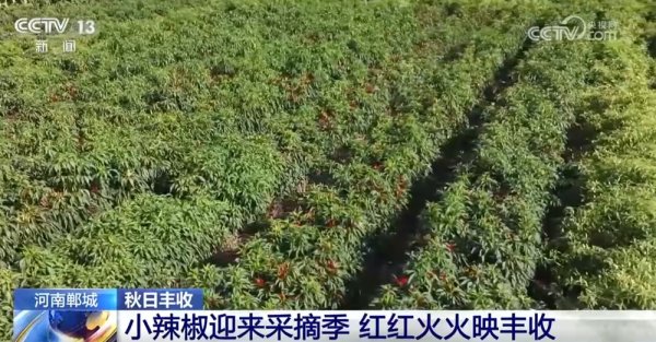 广盛网  特色产业绘就秋日好“丰”光&#32;果蔬飘香激活乡村振兴“新引擎”